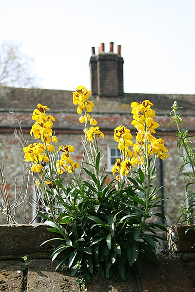 wall with flowers in Rochester